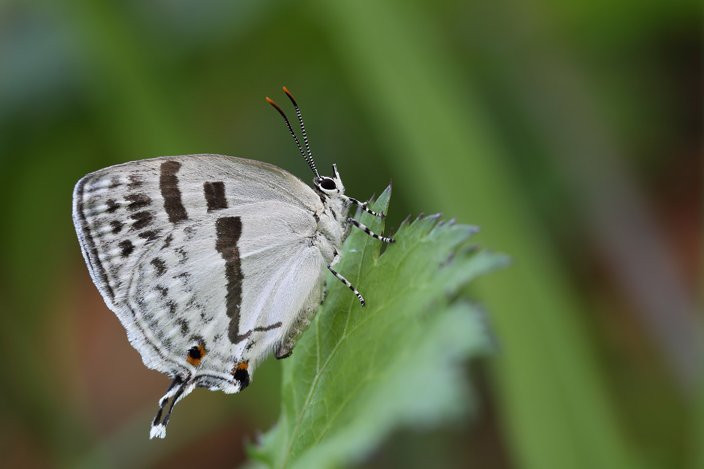 Canon EOS 6D + Canon EF100mm F2 USM