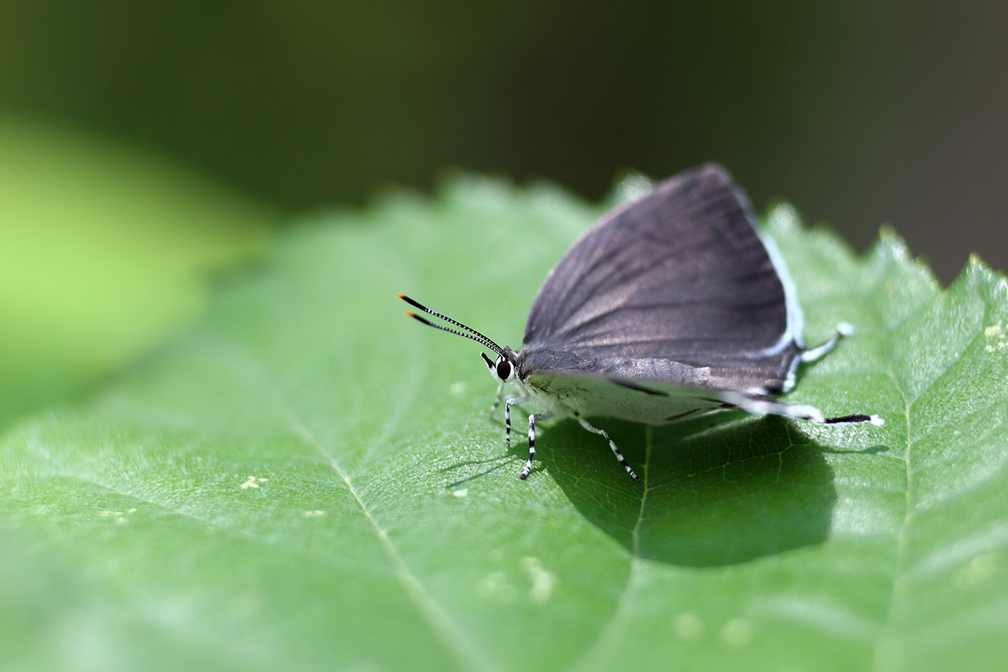 Canon EOS 6D + Canon EF100mm F2 USM