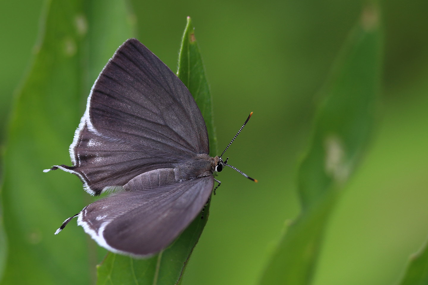 Canon EOS 6D + Canon EF100mm F2 USM