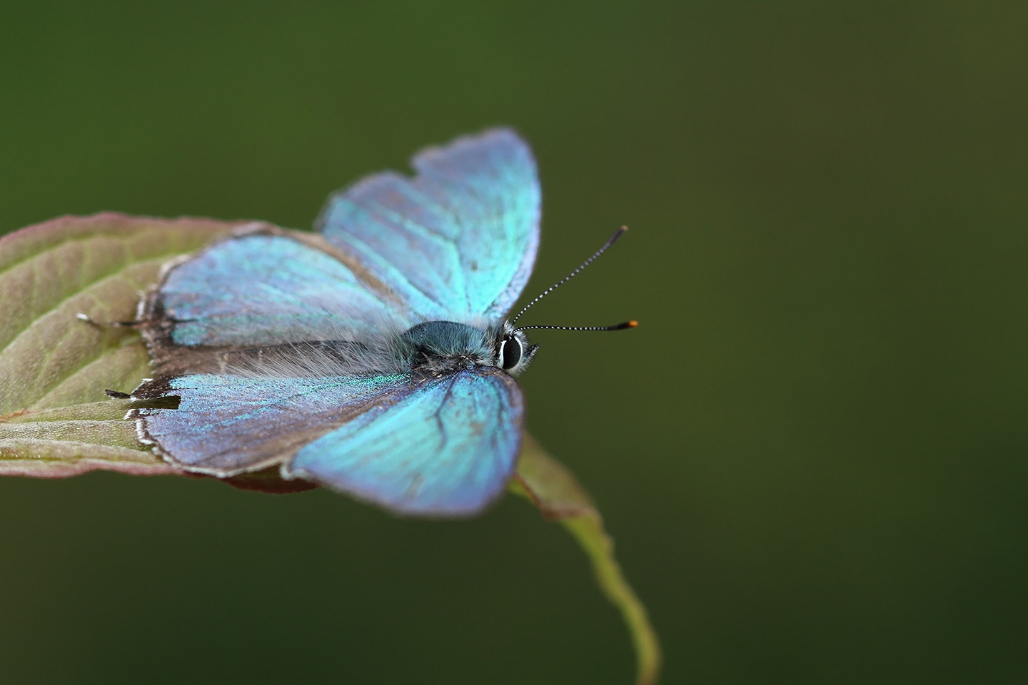 Canon EOS 6D + Canon EF100mm F2 USM