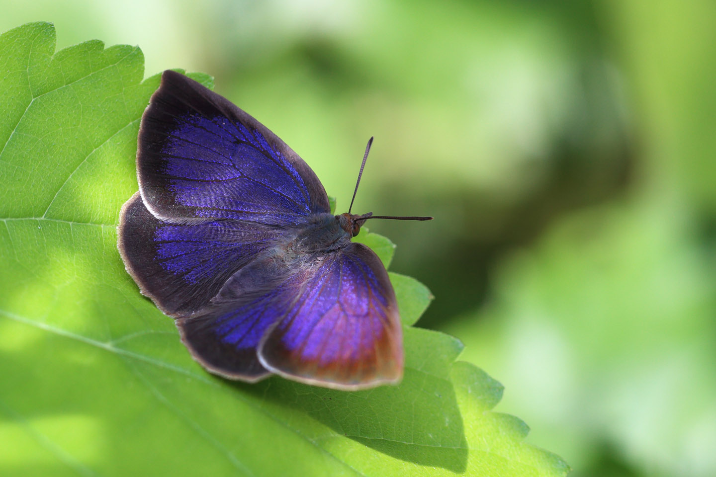 Canon EOS 6D + Canon EF100mm F2 USM