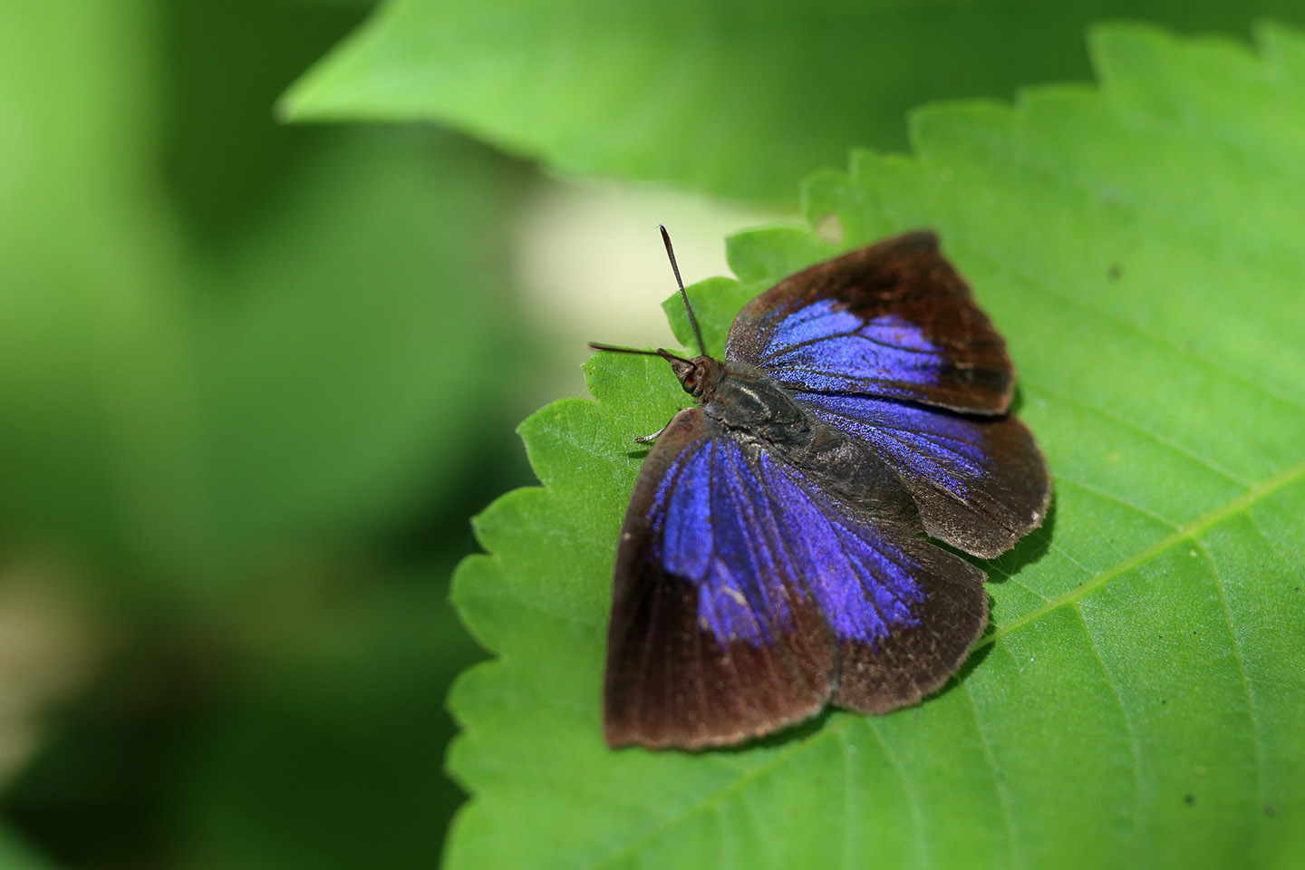 Canon EOS 6D + Canon EF100mm F2 USM