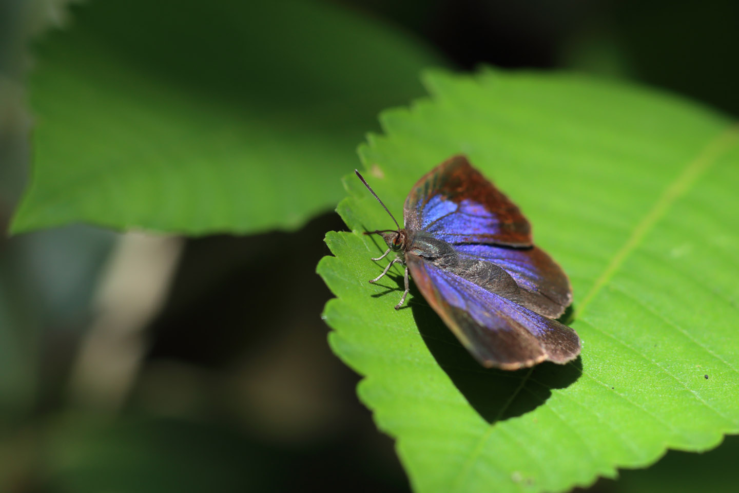 Canon EOS 6D + Canon EF100mm F2 USM