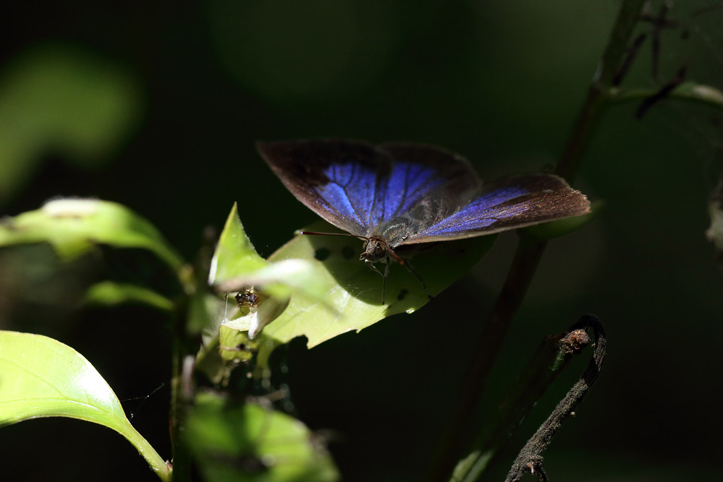 Canon EOS 6D + Canon EF100mm F2 USM