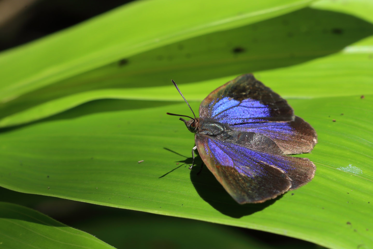 Canon EOS 6D + Canon EF100mm F2 USM