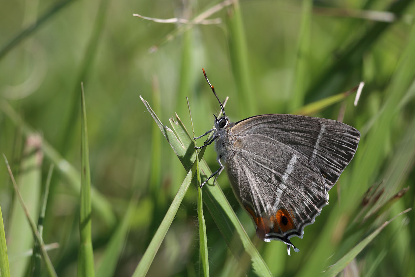 Canon EOS 6D + Canon EF100mm F2 USM