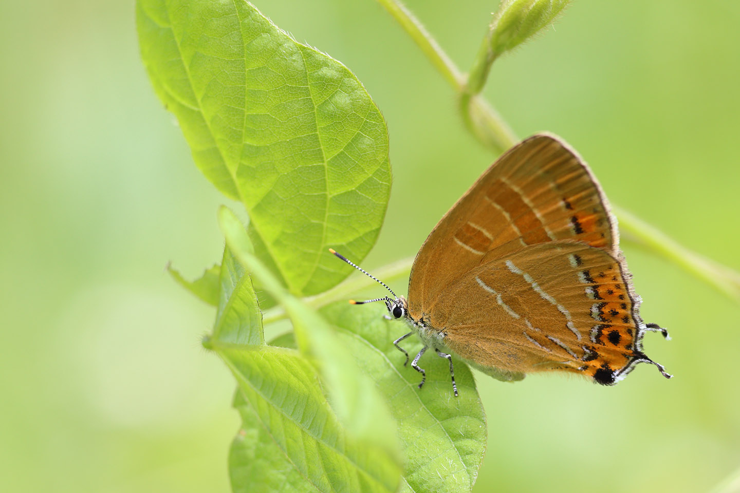 Canon EOS 6D + Canon EF100mm F2 USM