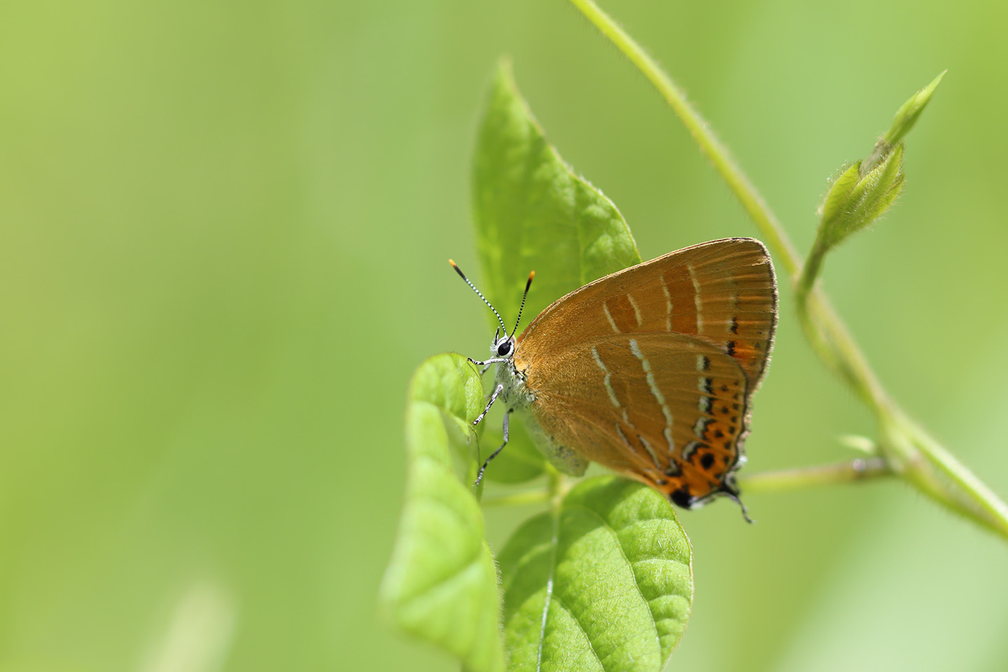 Canon EOS 6D + Canon EF100mm F2 USM