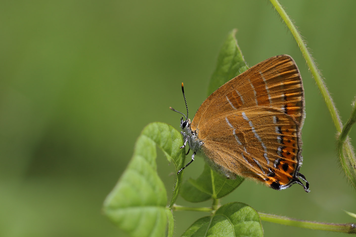 Canon EOS 6D + Canon EF100mm F2 USM