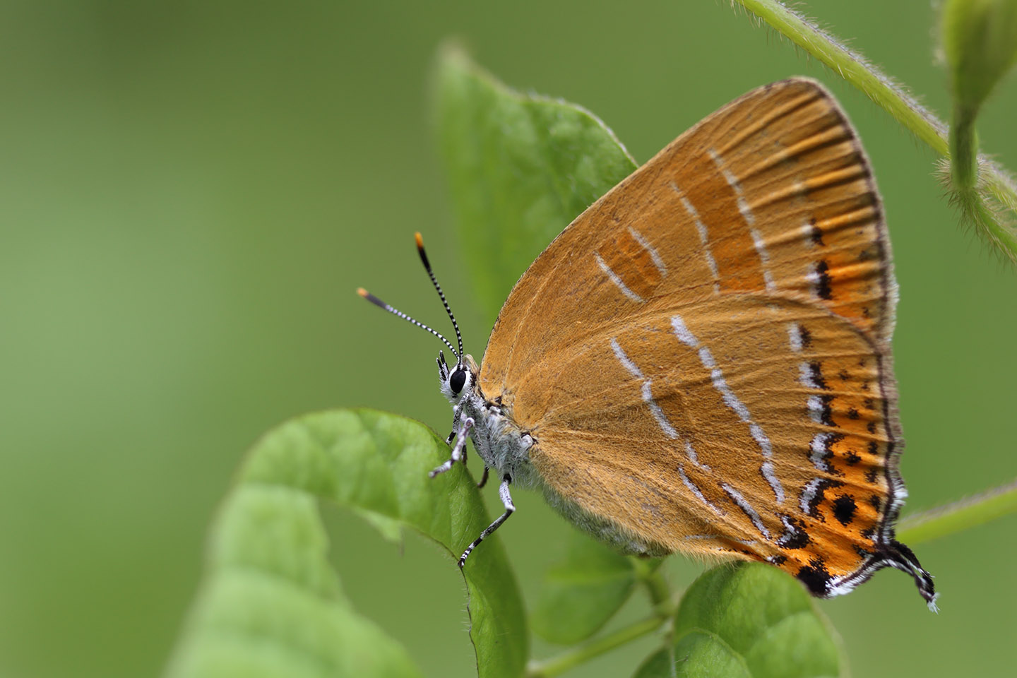 Canon EOS 6D + Canon EF100mm F2 USM