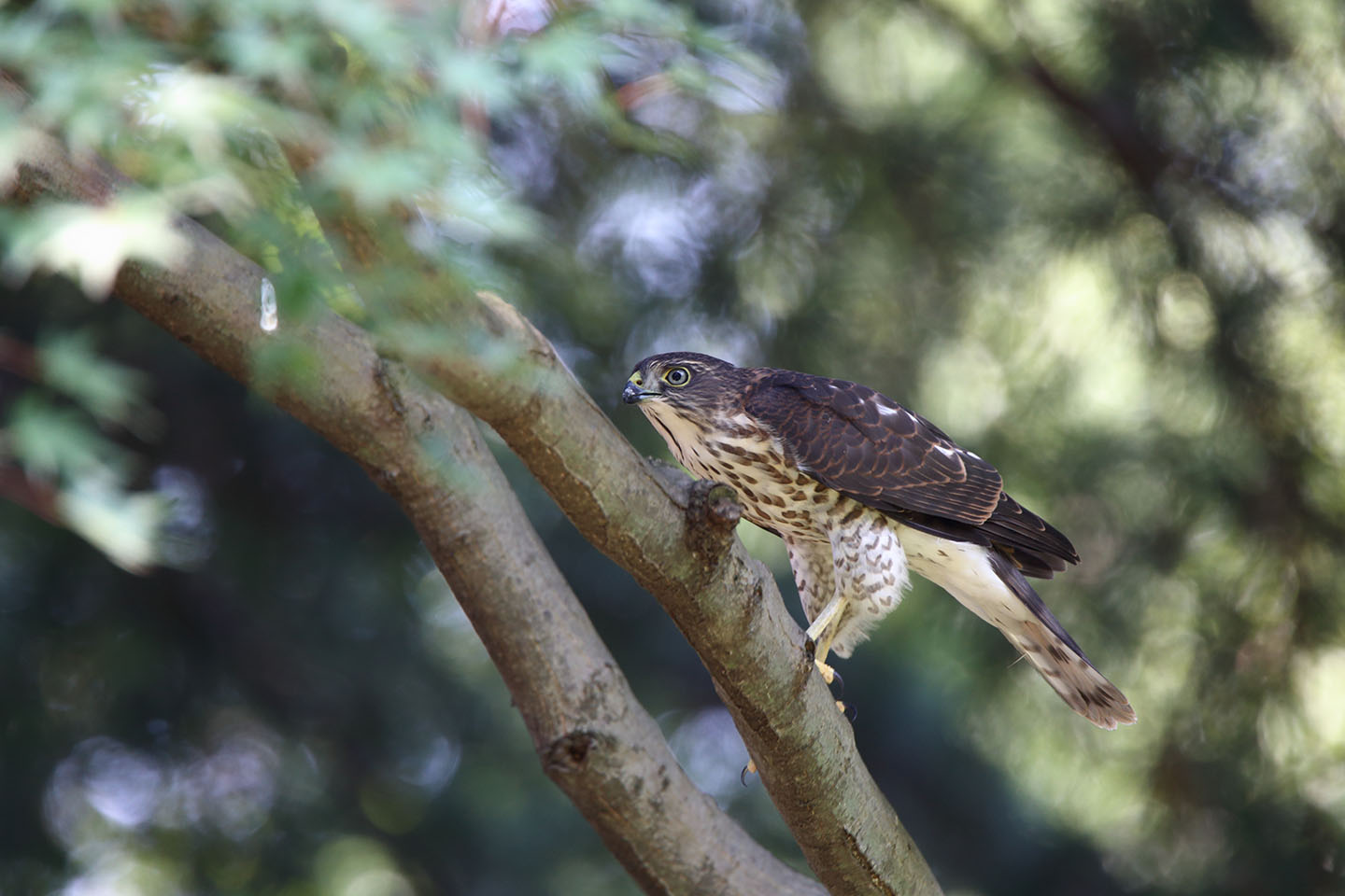 Canon EOS 6D + TAMRON SP 150-600mm F/5-6.3 Di VC USD (A011)