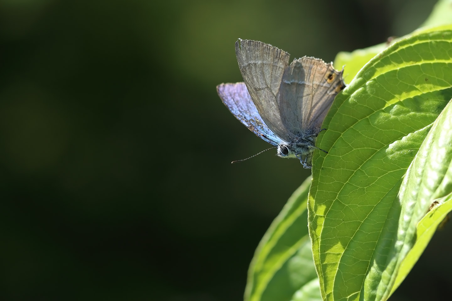 Canon EOS 6D + Canon EF100mm F2 USM