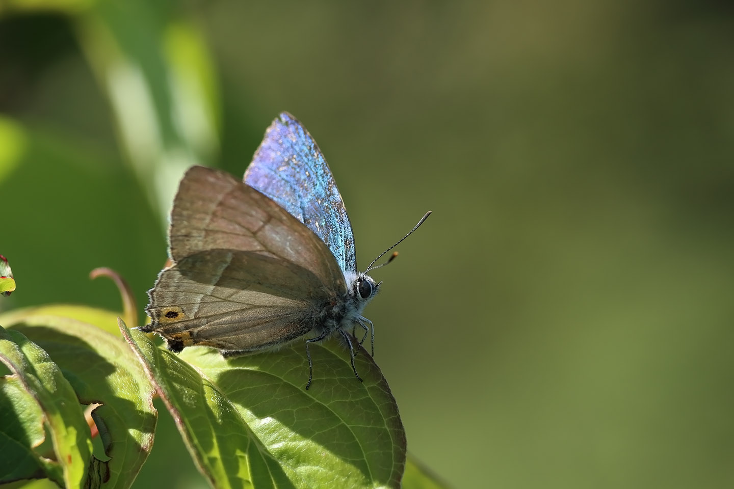 Canon EOS 6D + Canon EF100mm F2 USM