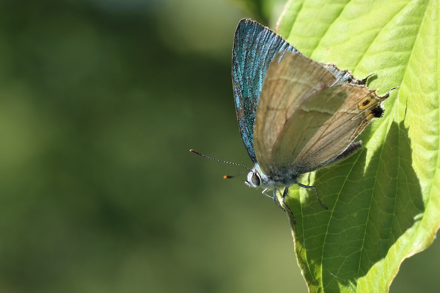 Canon EOS 6D + Canon EF100mm F2 USM