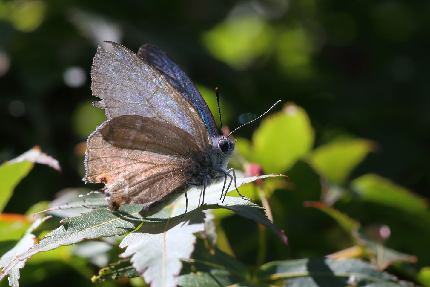 Canon EOS 6D + Canon EF100mm F2 USM