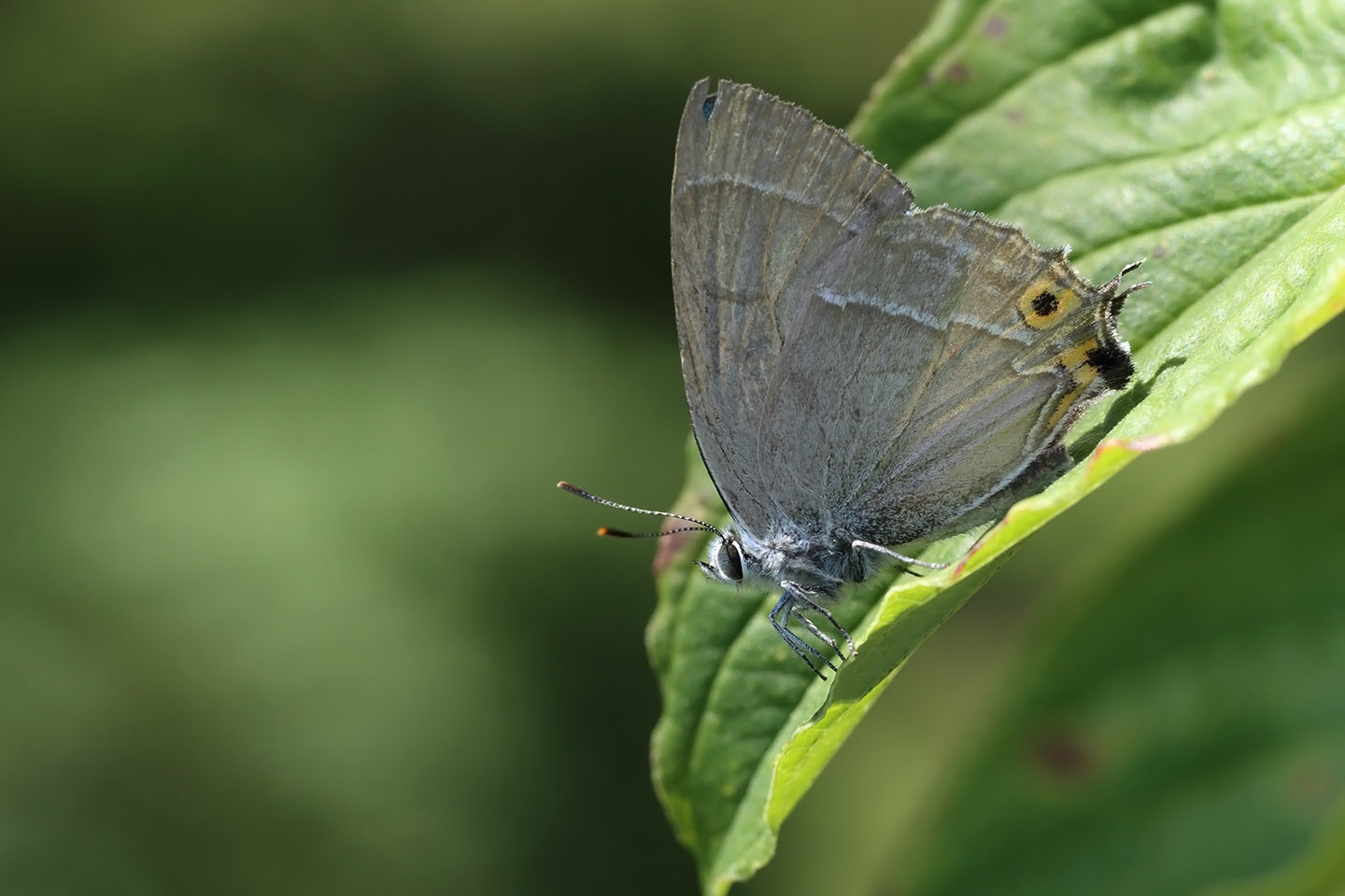 Canon EOS 6D + Canon EF100mm F2 USM