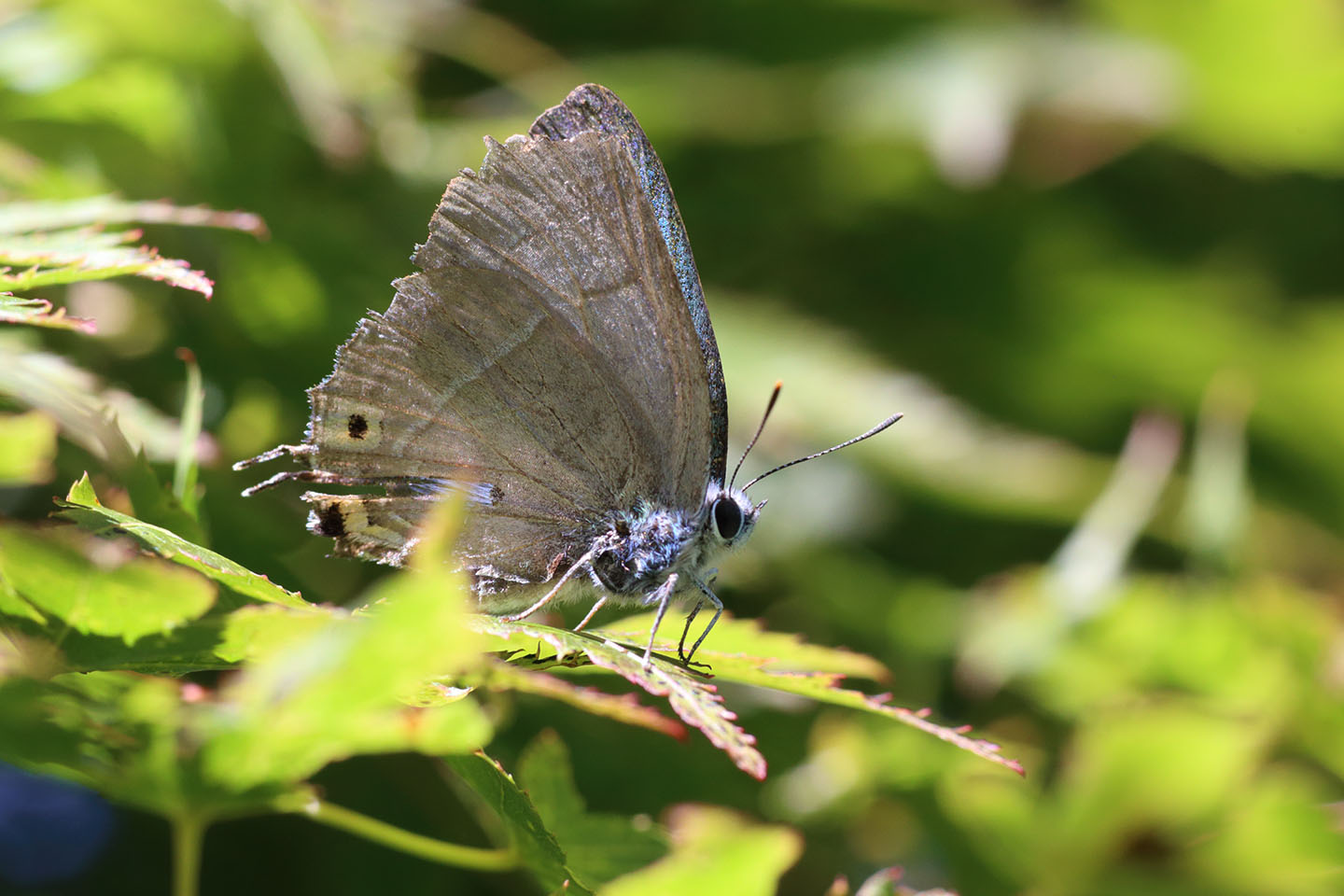 Canon EOS 6D + Canon EF100mm F2 USM