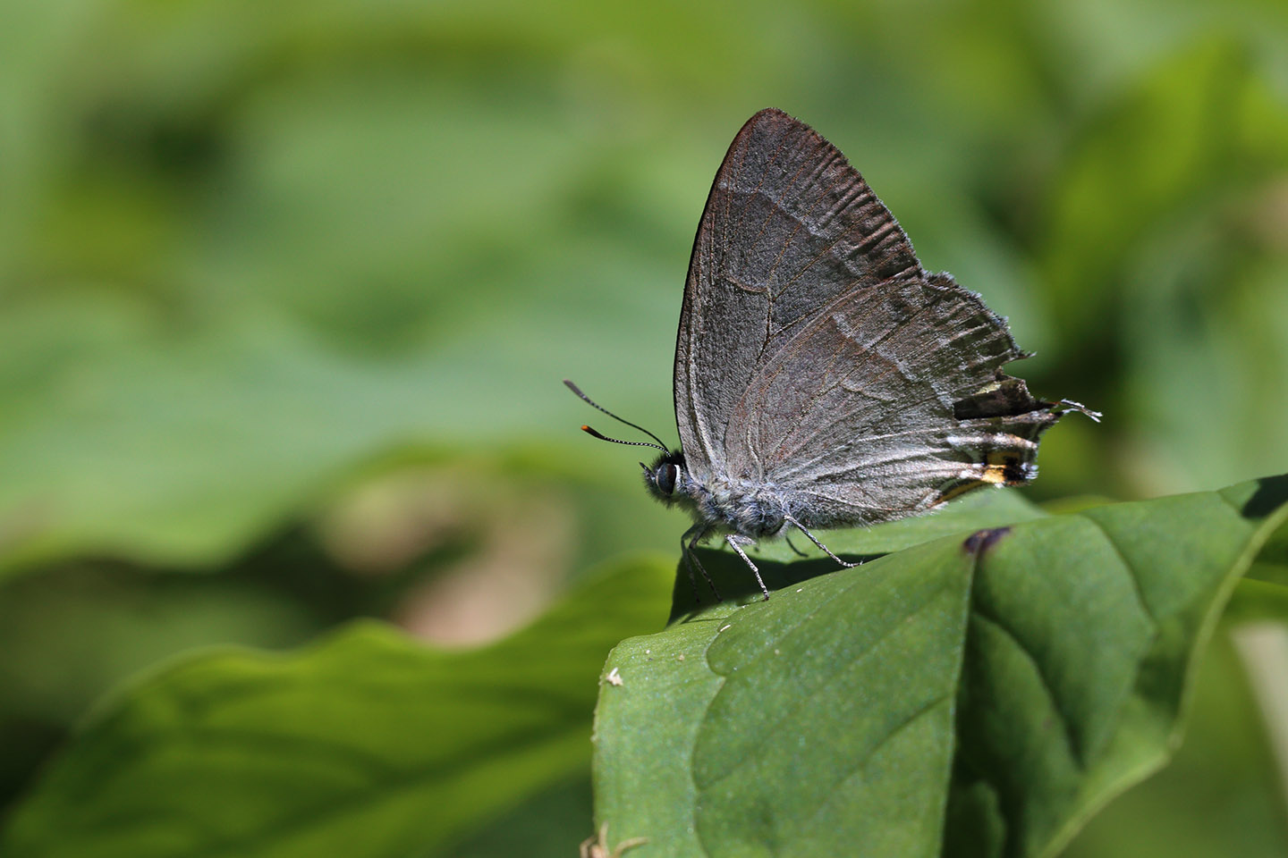 Canon EOS 6D + Canon EF100mm F2 USM