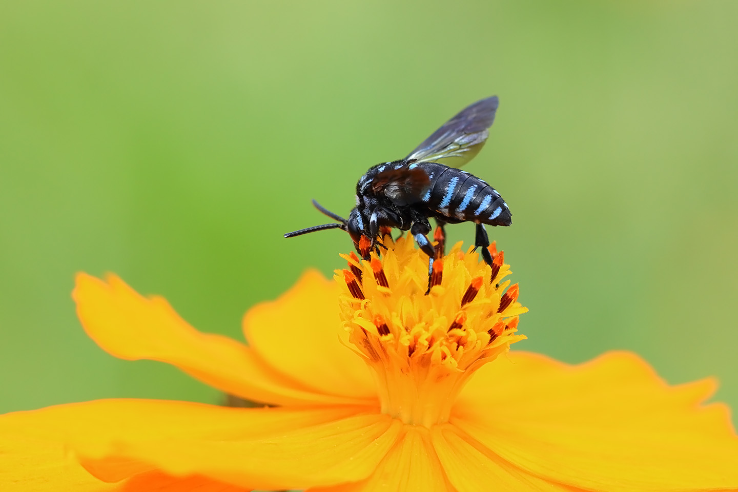 Canon EOS 6D + Canon EF100mm F2 USM