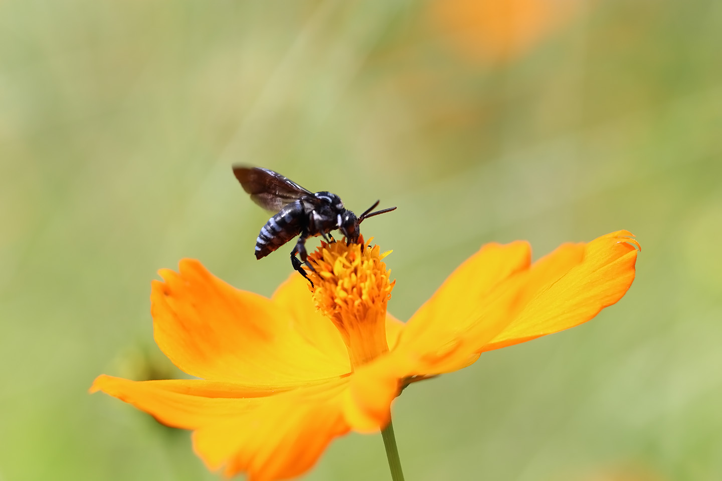 Canon EOS 6D + Canon EF100mm F2 USM