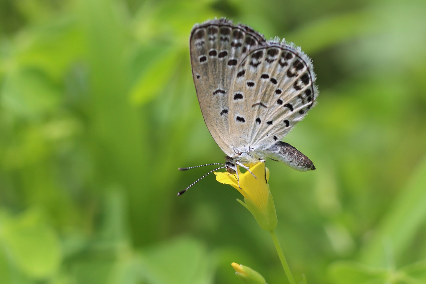 Canon EOS 6D + Canon EF100mm F2 USM