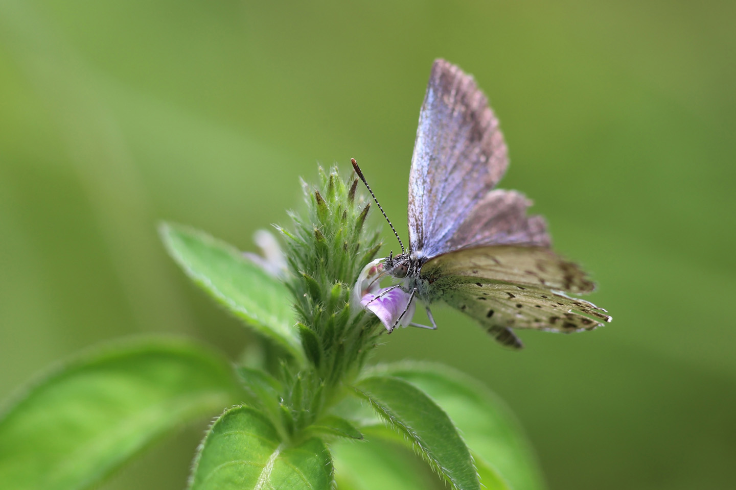 Canon EOS 6D + Canon EF100mm F2 USM