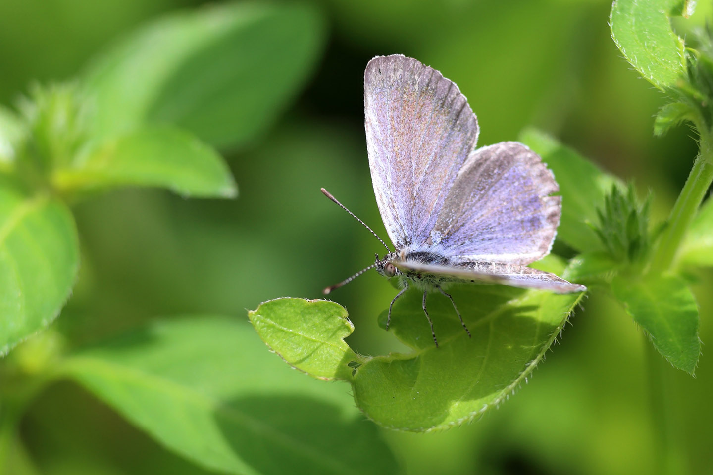 Canon EOS 6D + Canon EF100mm F2 USM