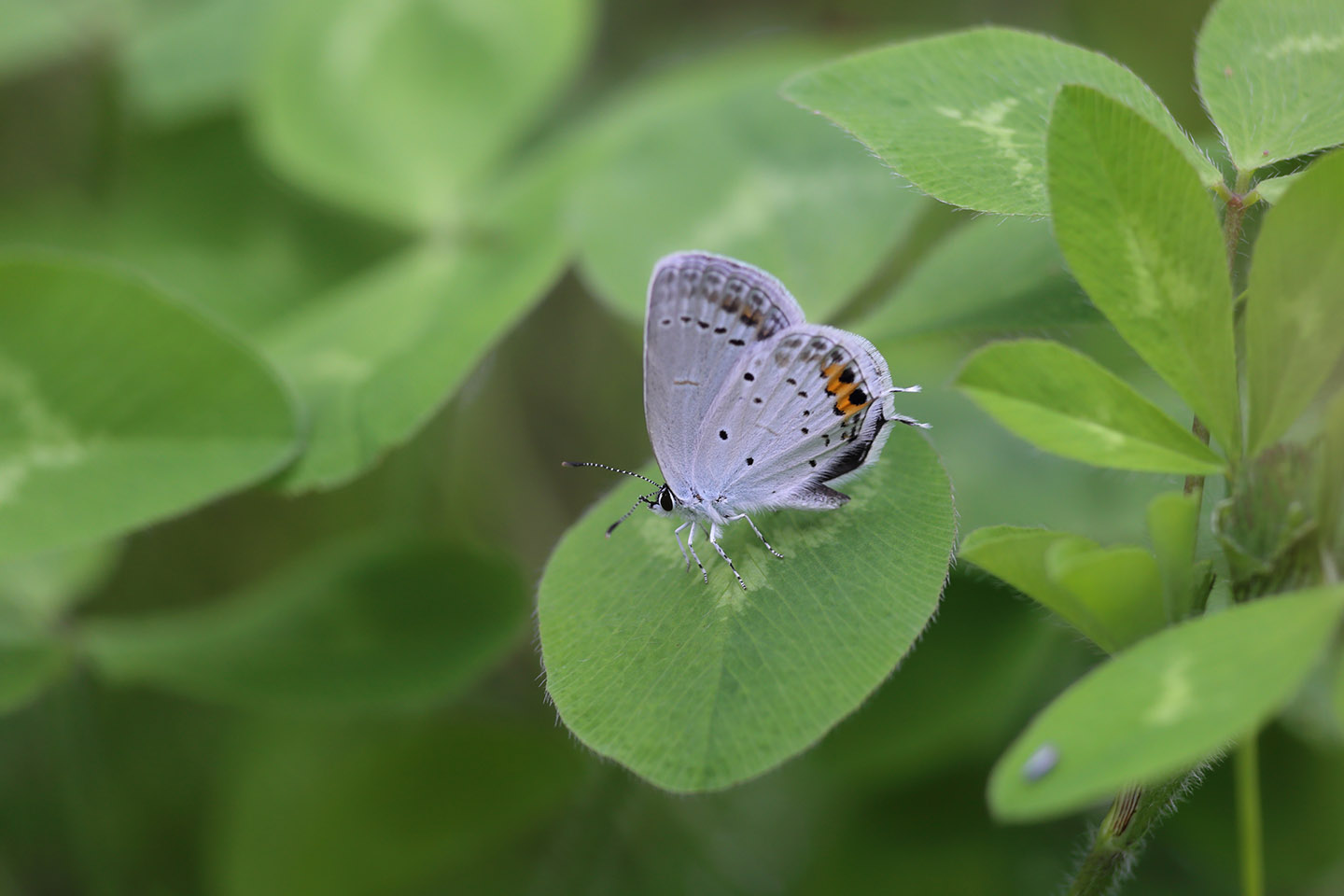 Canon EOS 6D + Canon EF100mm F2 USM