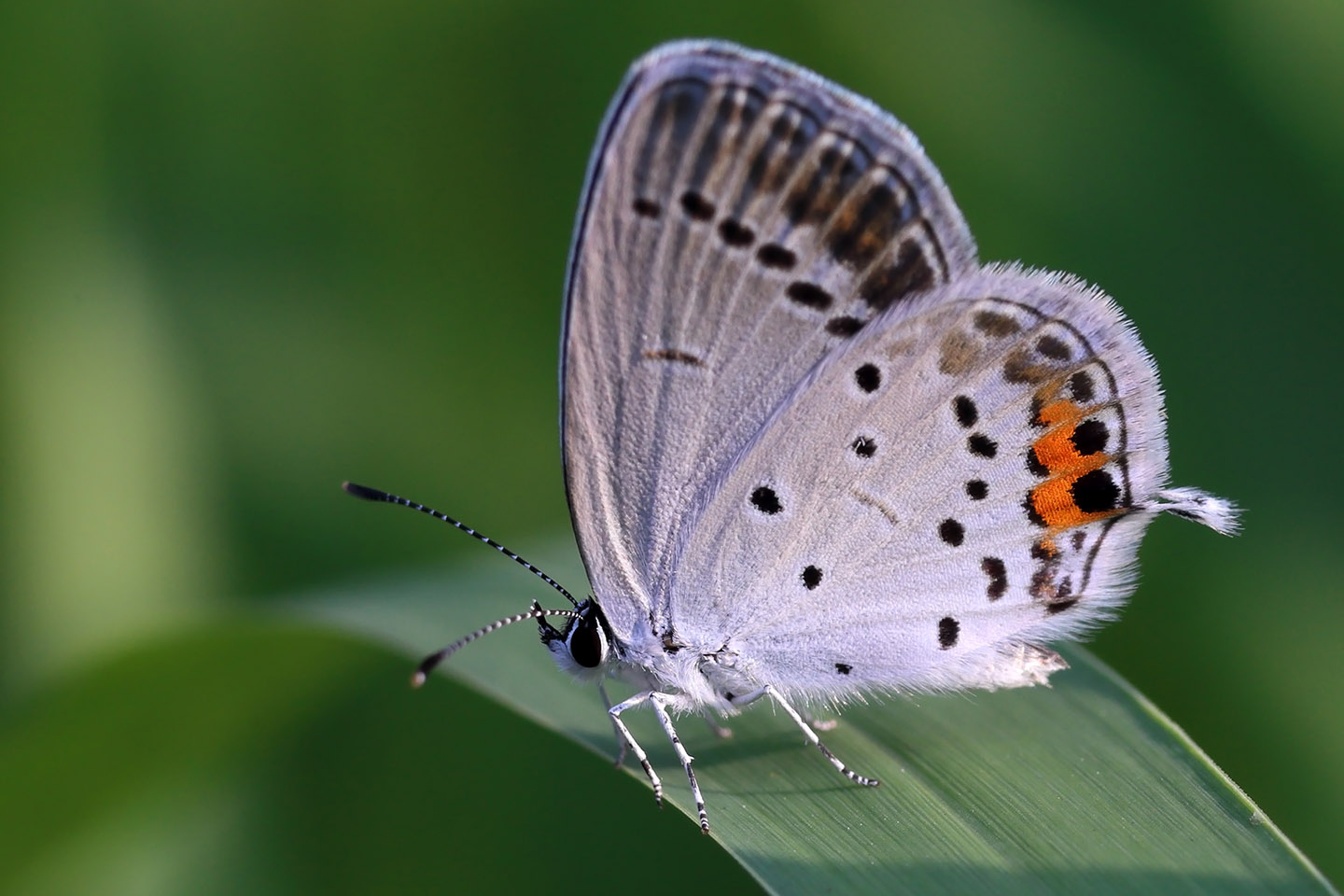 Canon EOS 6D + Canon EF100mm F2 USM