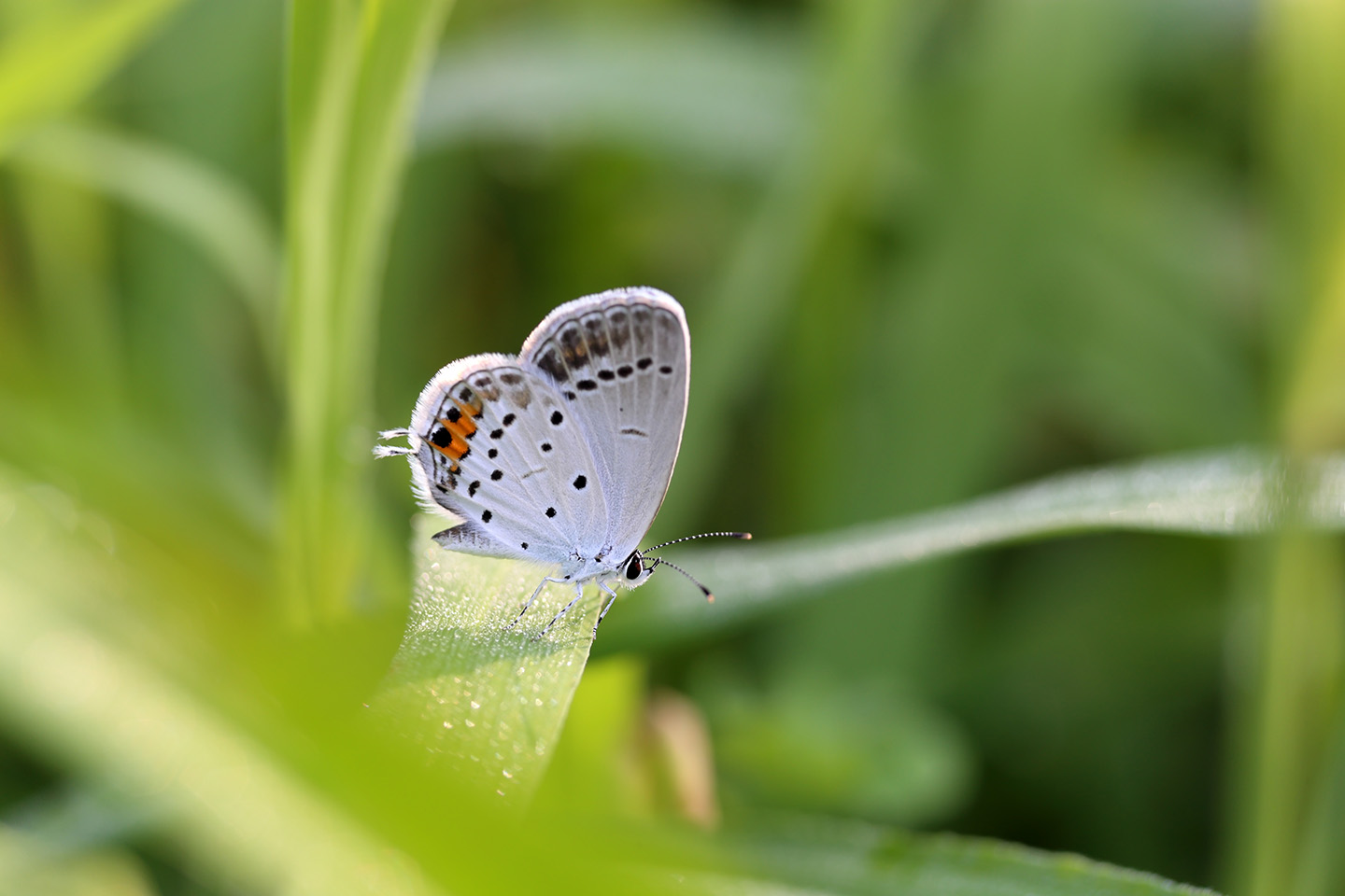 Canon EOS 6D + Canon EF100mm F2 USM