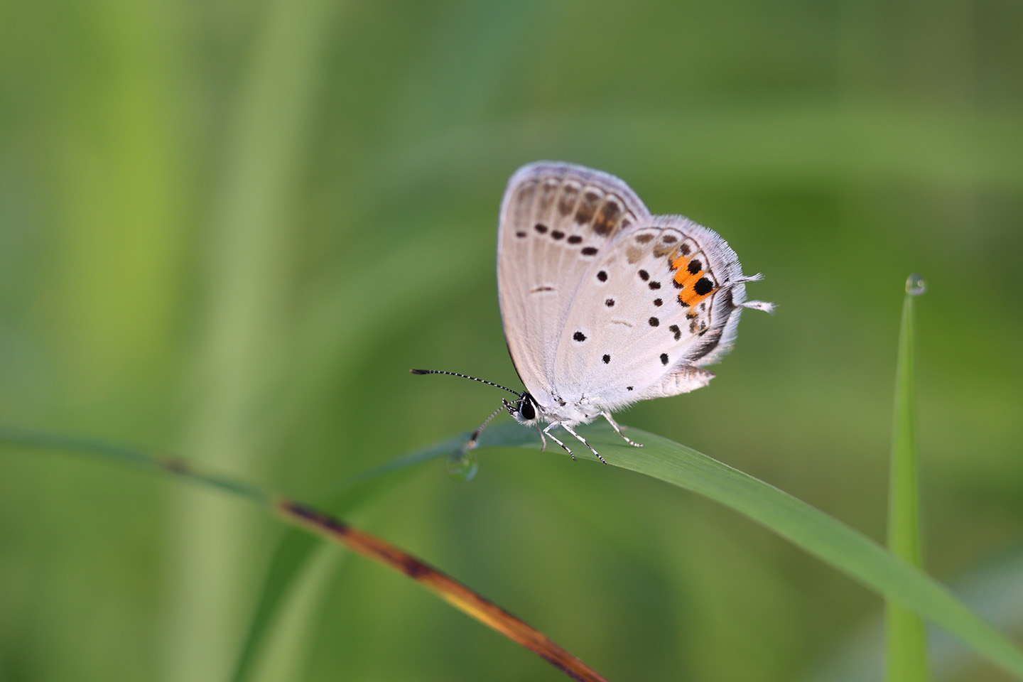 Canon EOS 6D + Canon EF100mm F2 USM