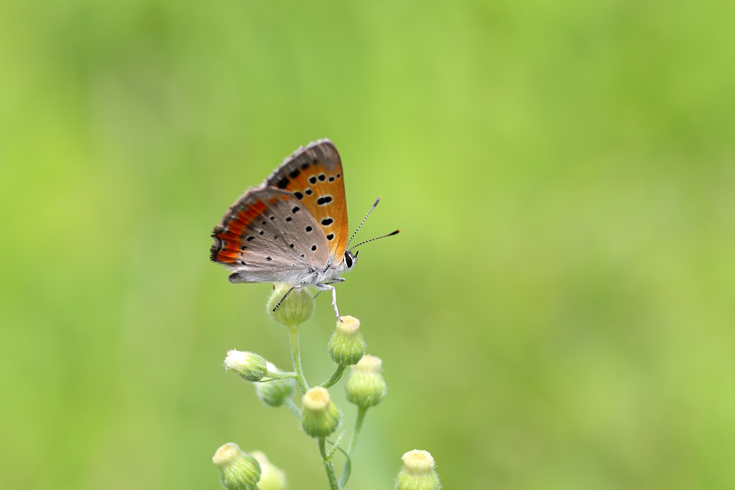 Canon EOS 6D + Canon EF100mm F2 USM