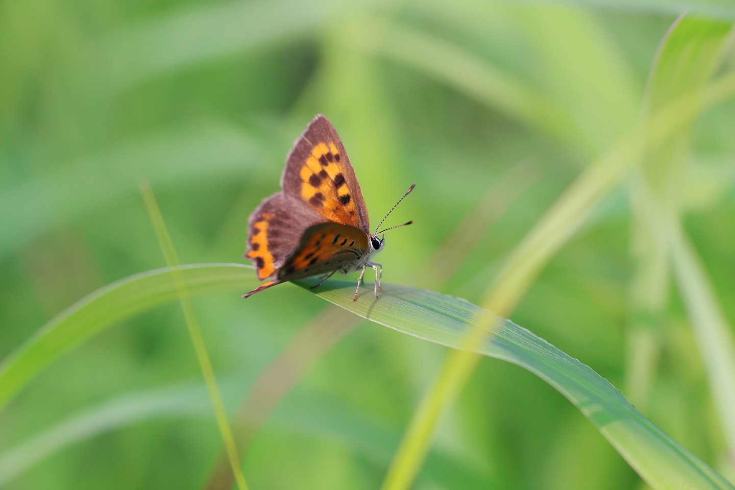 Canon EOS 6D + Canon EF100mm F2 USM