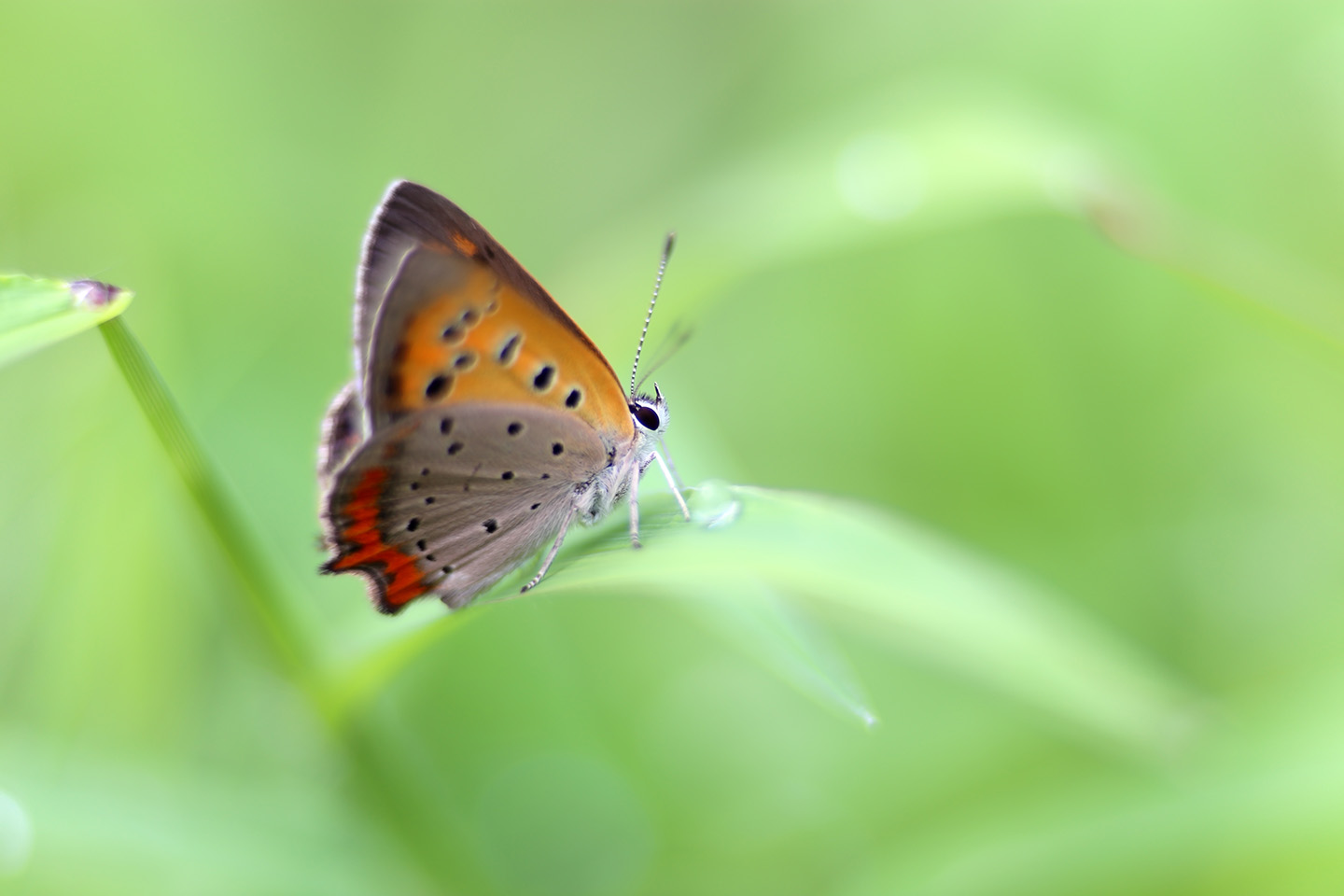 Canon EOS 6D + Canon EF100mm F2 USM