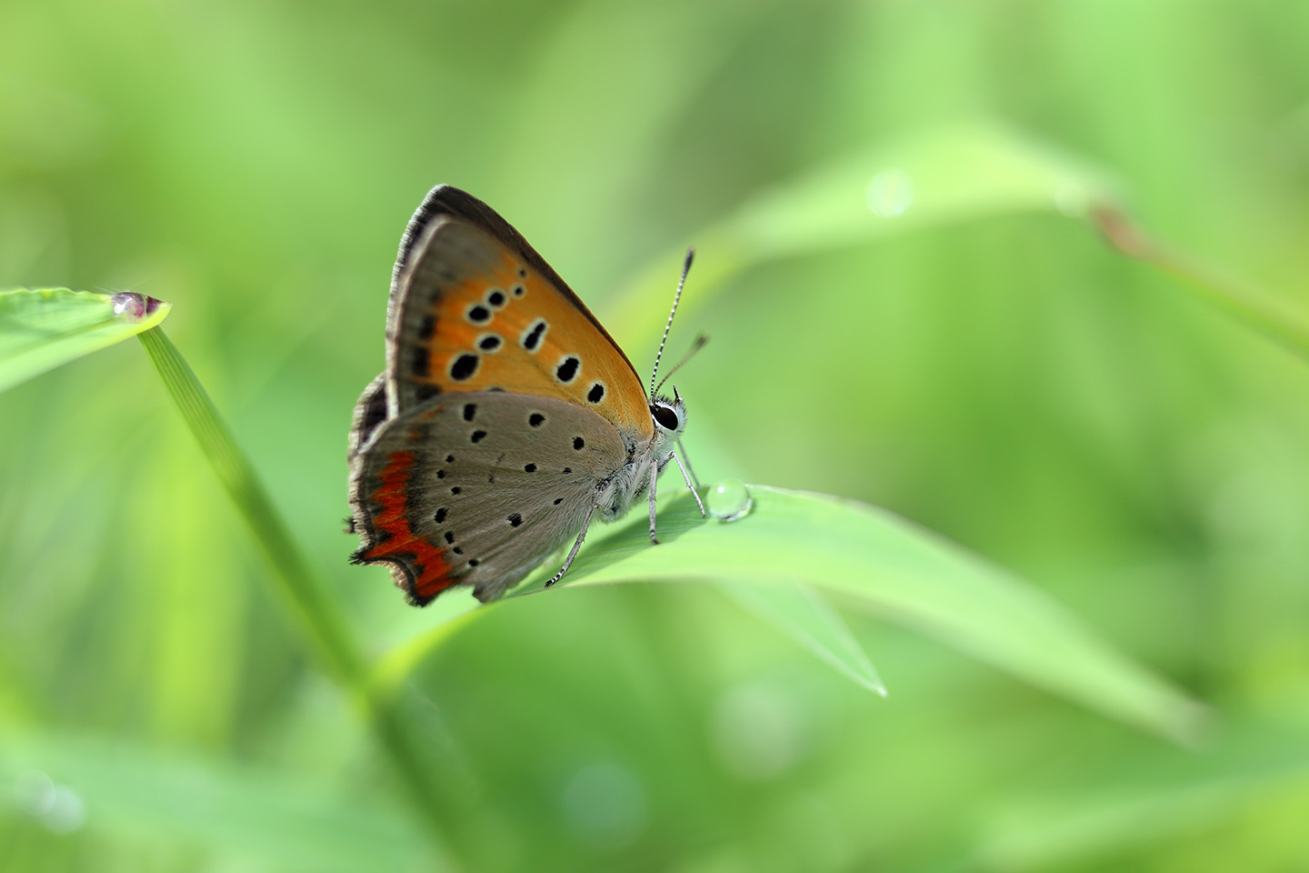 Canon EOS 6D + Canon EF100mm F2 USM