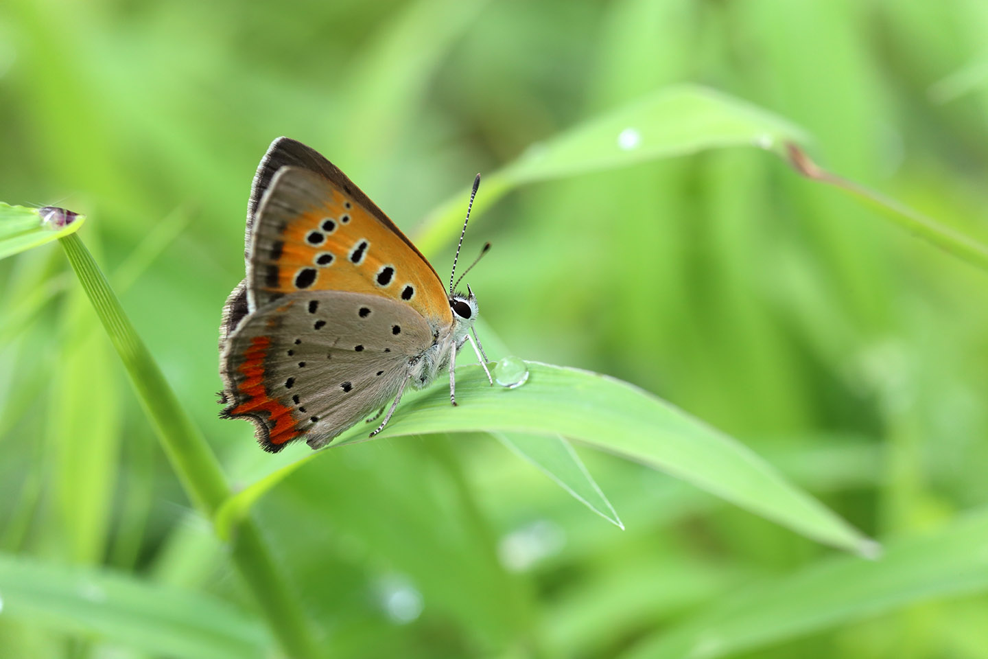 Canon EOS 6D + Canon EF100mm F2 USM