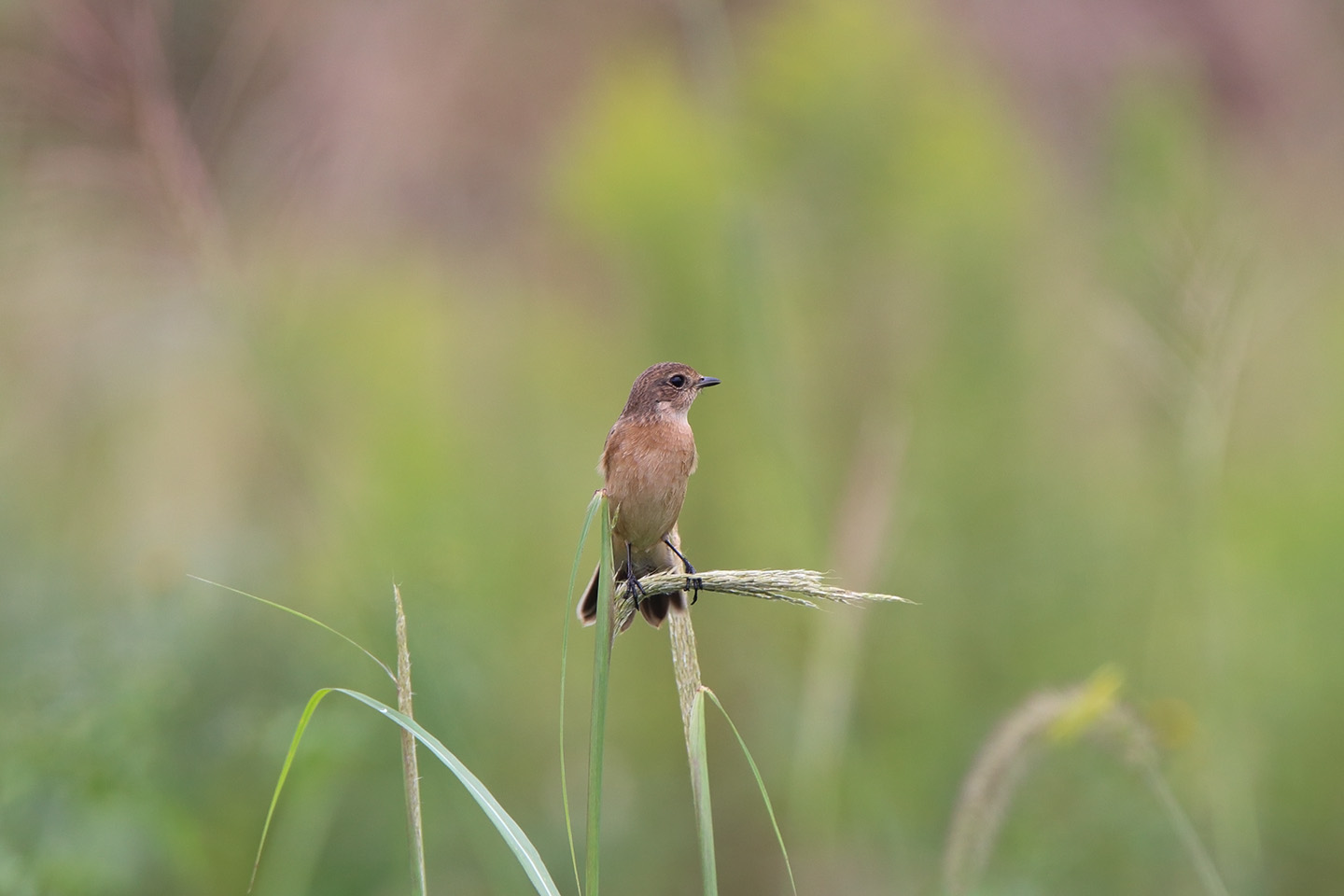 Canon EOS 6D + TAMRON SP 150-600mm F/5-6.3 Di VC USD (A011)