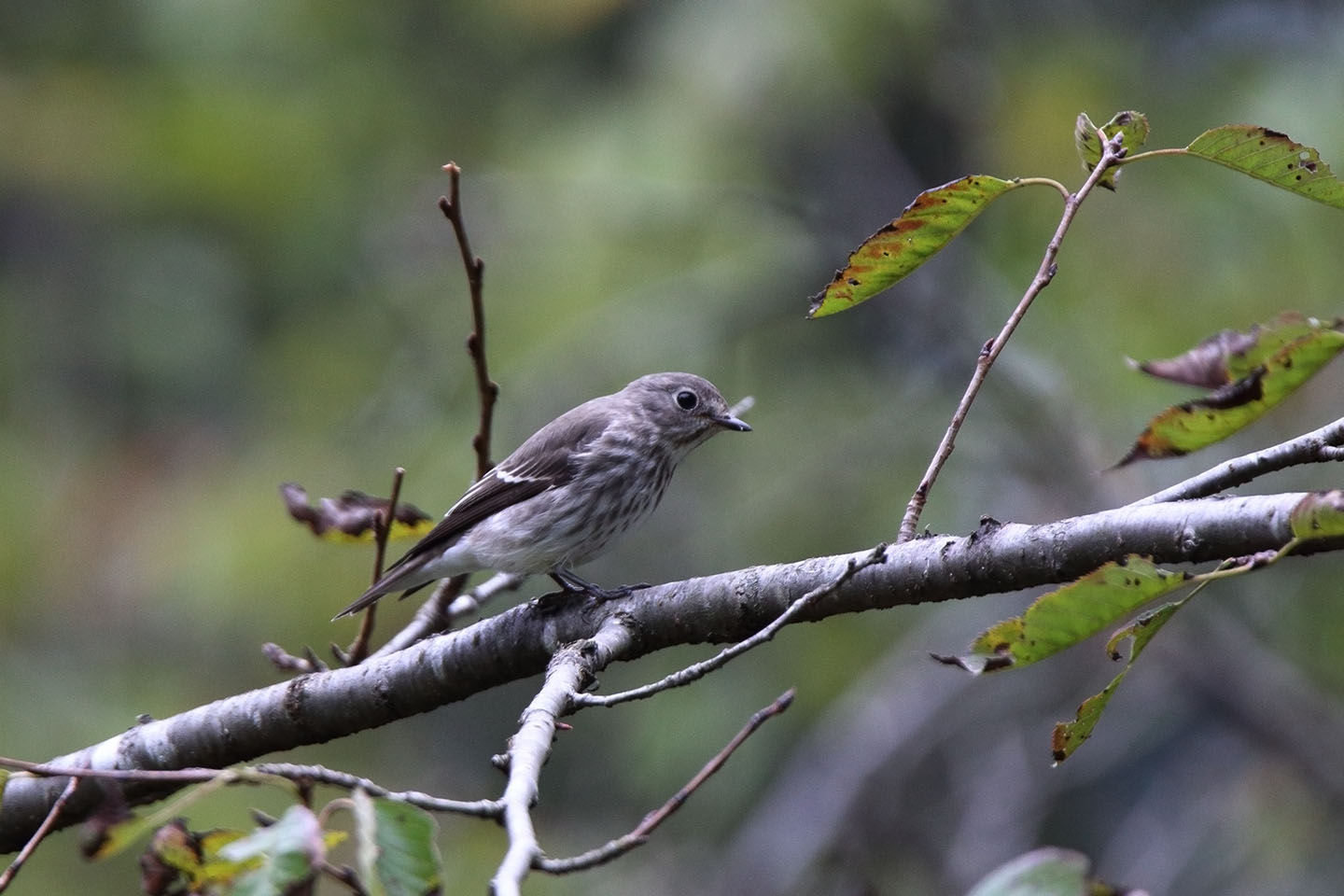 Canon EOS 6D + TAMRON SP 150-600mm F/5-6.3 Di VC USD (A011)