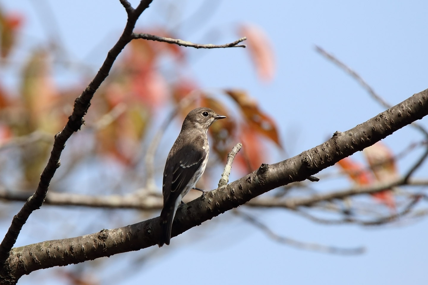 Canon EOS 6D + TAMRON SP 150-600mm F/5-6.3 Di VC USD (A011)