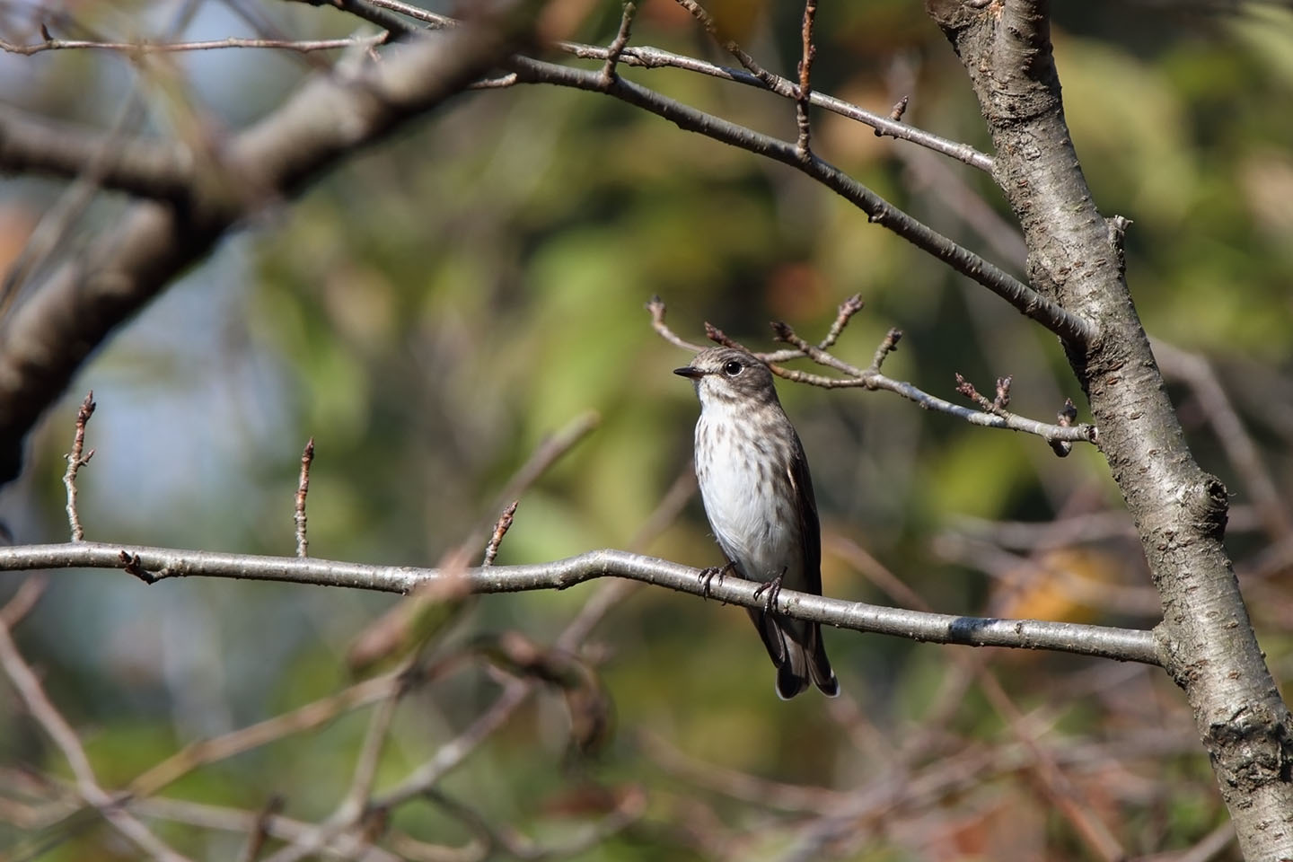 Canon EOS 6D + TAMRON SP 150-600mm F/5-6.3 Di VC USD (A011)