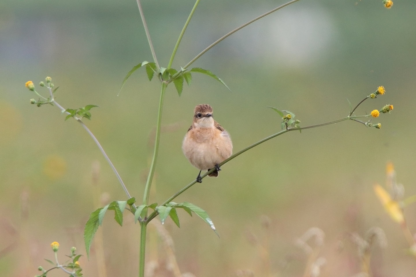 Canon EOS 6D + TAMRON SP 150-600mm F/5-6.3 Di VC USD (A011)