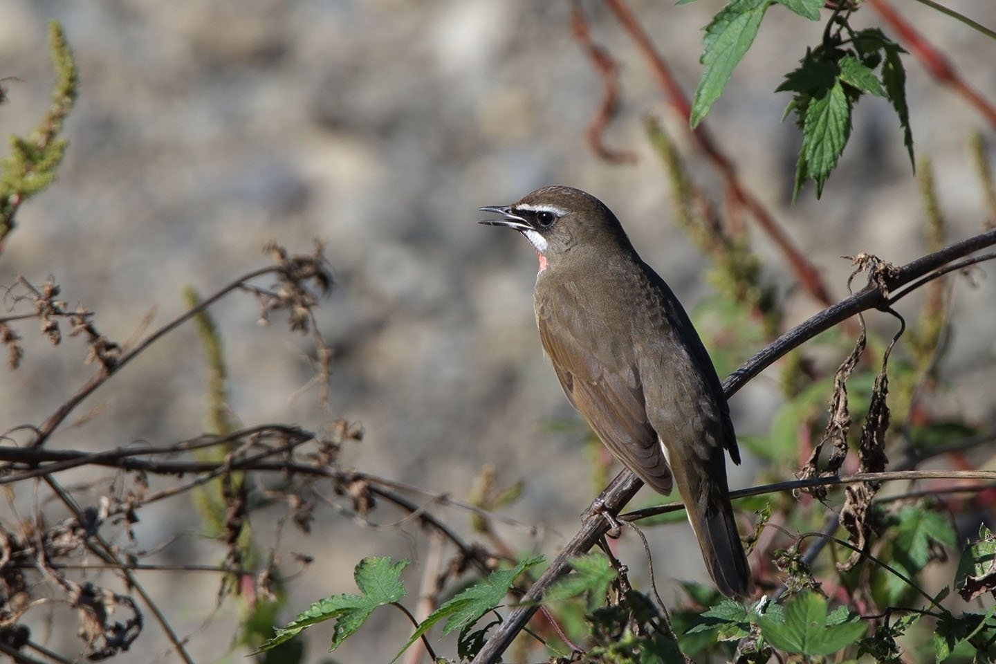 Canon EOS 6D + TAMRON SP 150-600mm F/5-6.3 Di VC USD (A011)